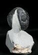Enrolled Phacops Trilobite On Limestone Pedastal #23951-2